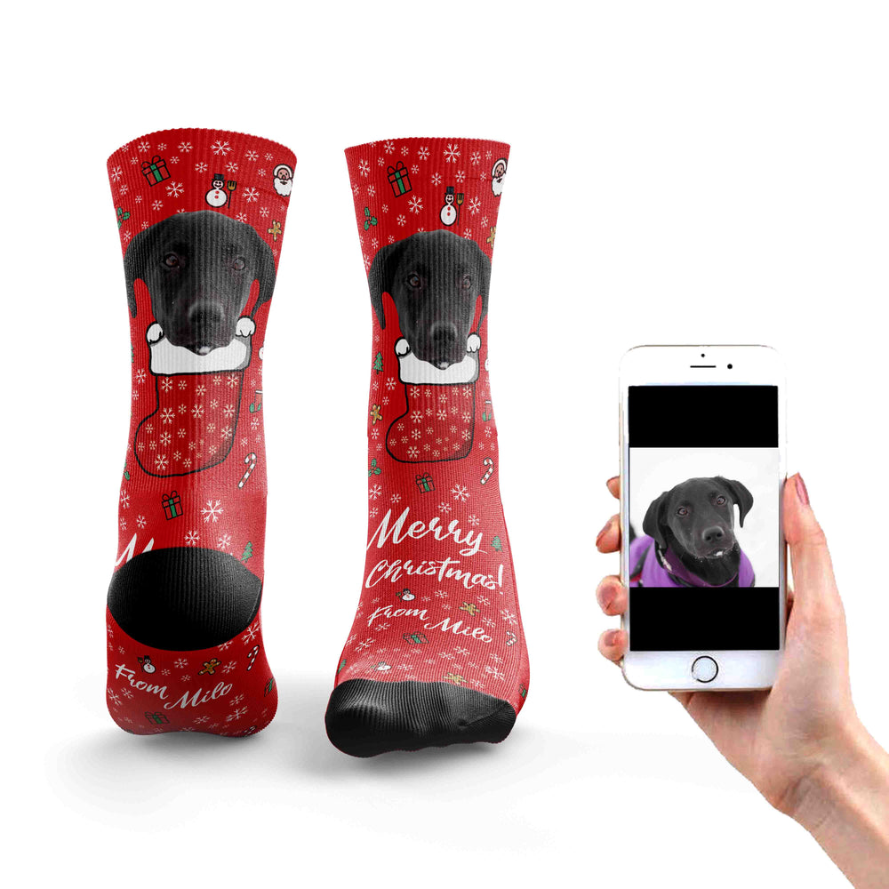 
                  
                    Christmas Socks From The Dog
                  
                